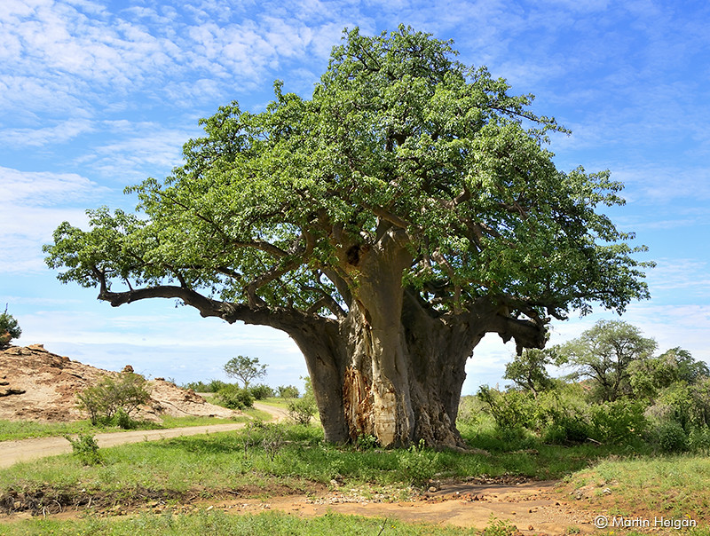 Baobab Tree